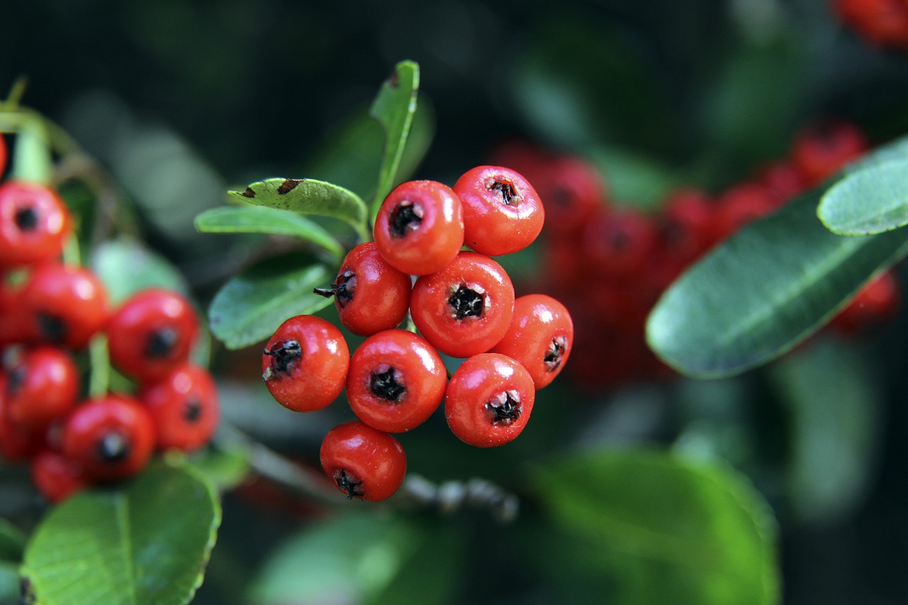 火箭队不仅 火箭队不仅